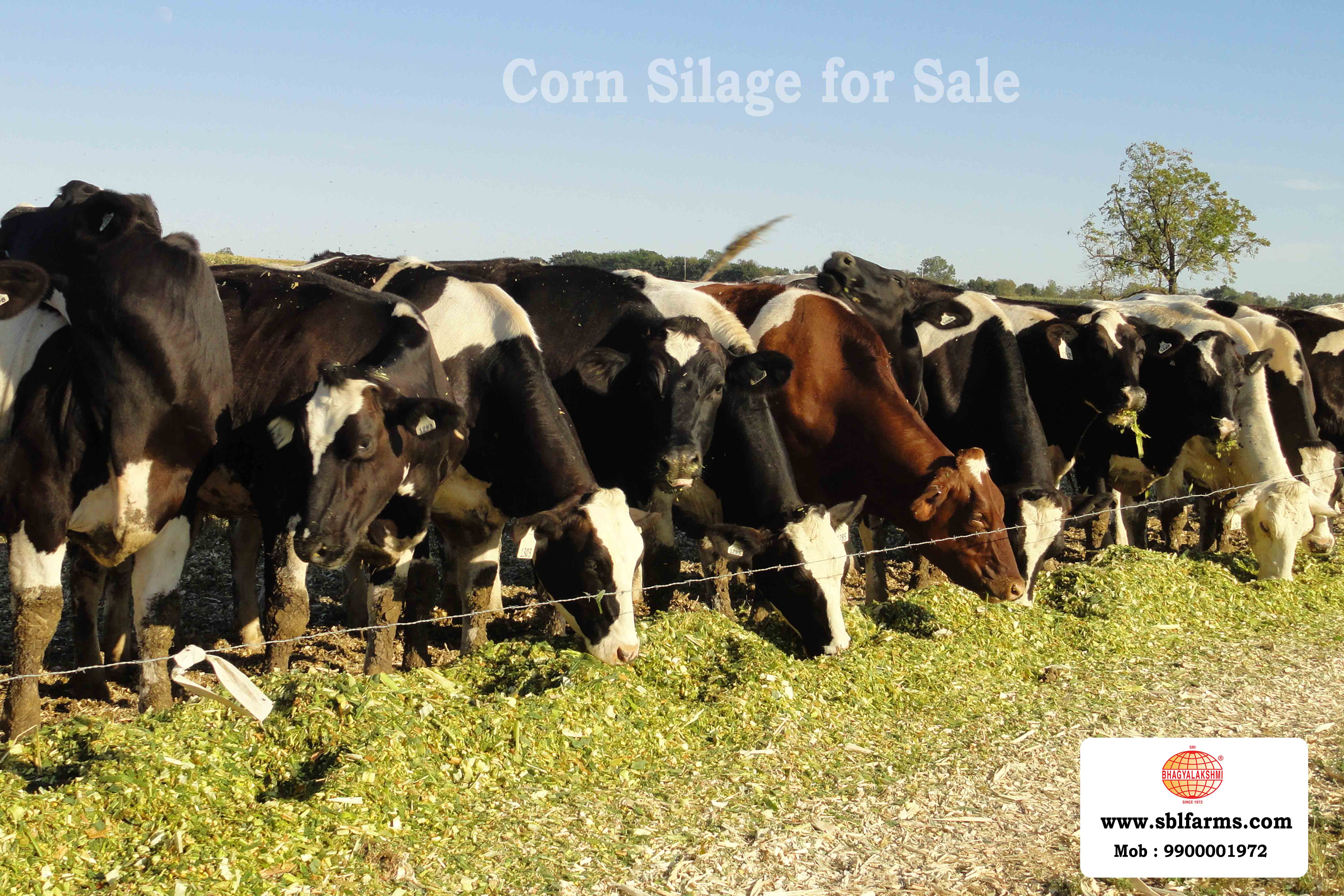 Corn Silage Suppliers in Bangalore | Corn Silage for Sale  |  Corn Silage, Baby Corn Silage manufacturers, suppliers & exporters in Bangalore | corn silage for sale in bangalore |  Sri Bhagyalakshmi Farms Corn Silage Bangalore| Silage Balers | Animal Feed Manufacturers | Production of Silage |Cattle feed manufacturers & suppliers - SBL Farms is solving the biggest fodder crisis in India, by supplying Silage bales, Bailing machines to dairy farmers, Cooperatives, Animal Husbandry | Best Cattle Feed Manufacturers & Silage Suppliers in India | Indias Best Baled Silage Producers